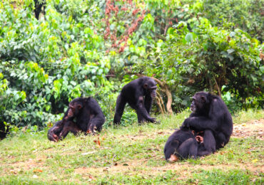 kibale